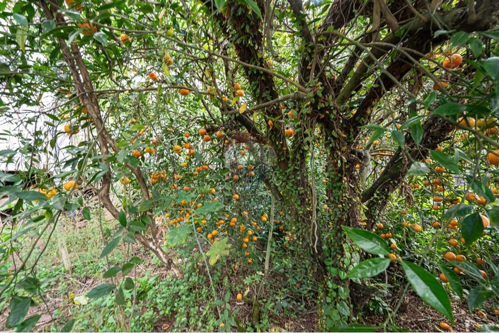 Terreno - Venda - Novo Hamburgo , Rio Grande do Sul - DSC_5074.jpeg - 610261057-8