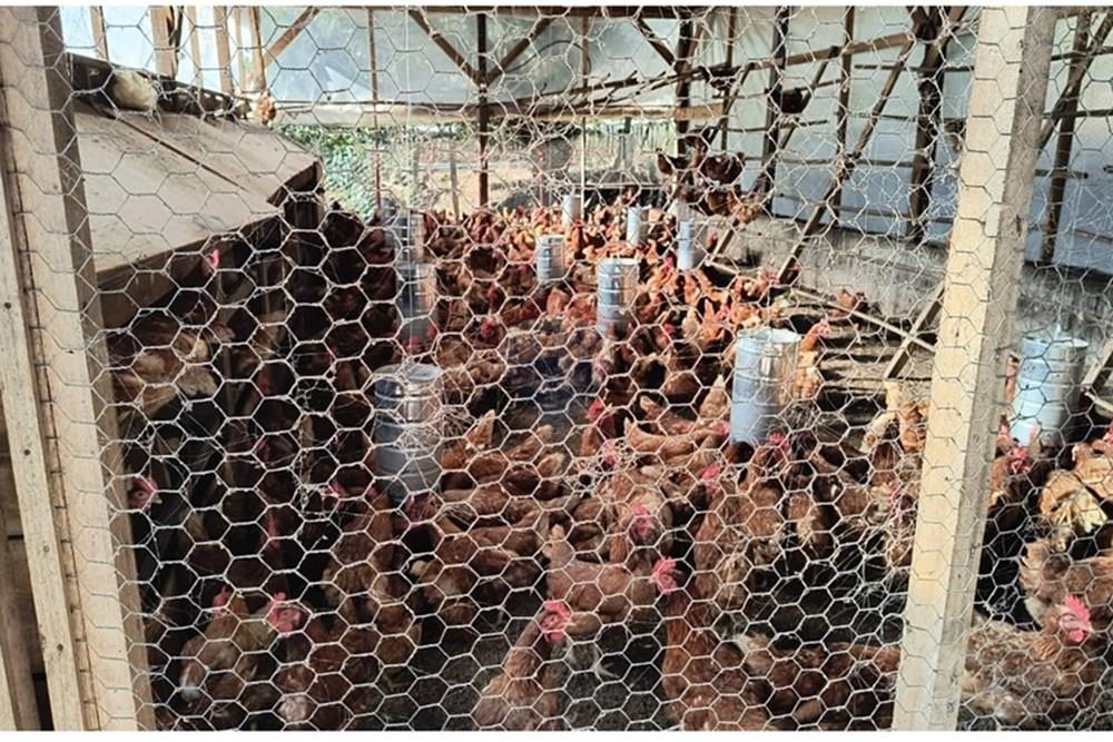 Chácara / Sítio / Fazenda - Venda - Santa Maria do Herval , Rio Grande do Sul - WhatsApp Image 2025-09-15 at 09.14.18 (2).jpeg - 610131005-41