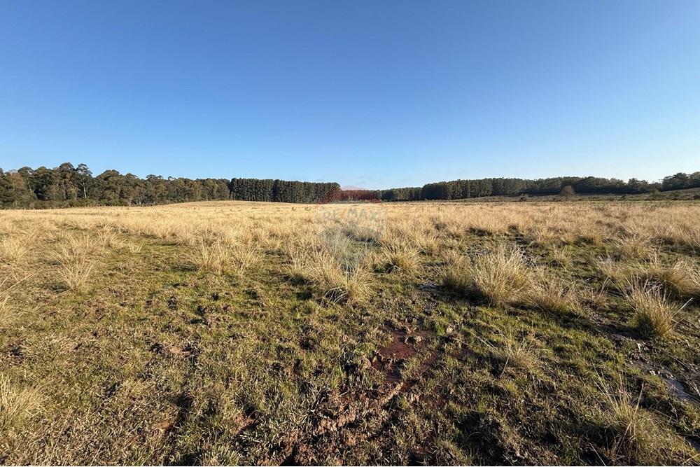 Chácara / Sítio / Fazenda - Venda - São Gabriel , Rio Grande do Sul - 7dd6e498-c896-4657-b8c5-3f1a1a76814c.jpeg - 612631037-9