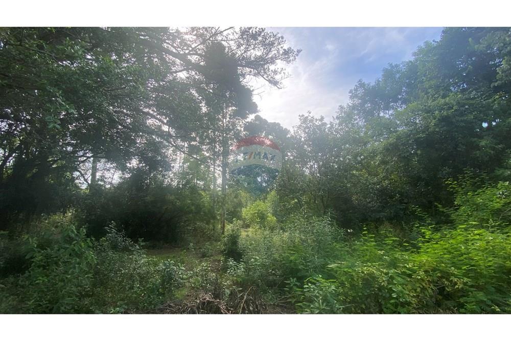 Chácara / Sítio / Fazenda - Venda - Rio Pardo , Rio Grande do Sul - IMG_5708.jpeg - 612741002-49