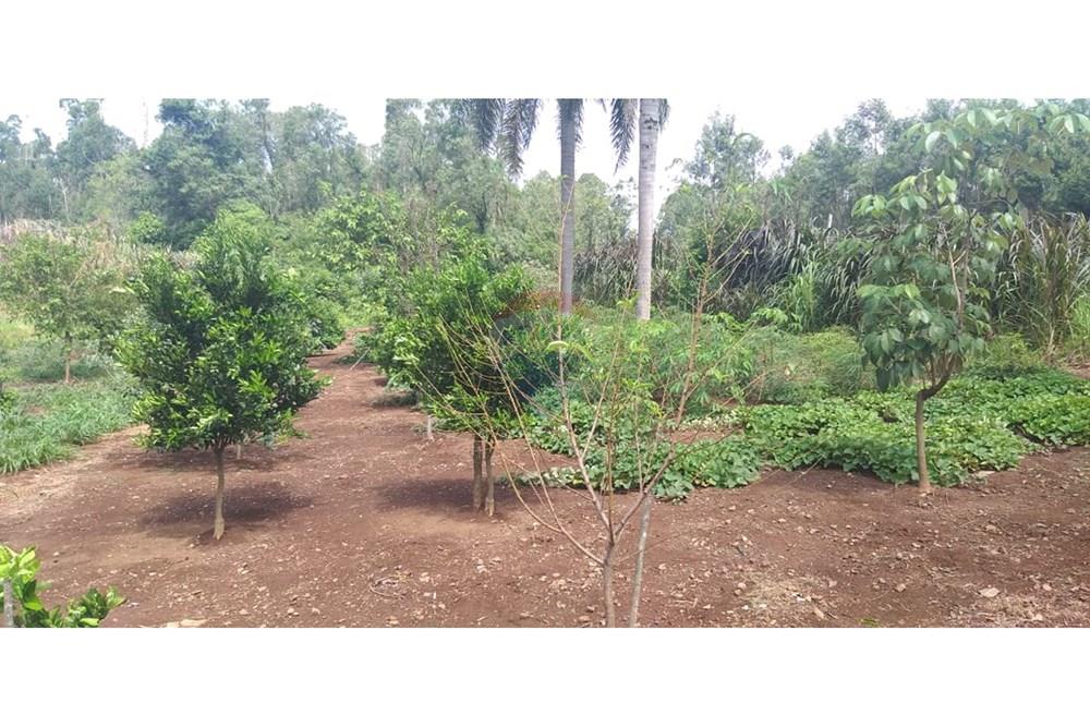 Chácara / Sítio / Fazenda - Venda - Brochier , Rio Grande do Sul - foto 11.jpg - 610091003-74