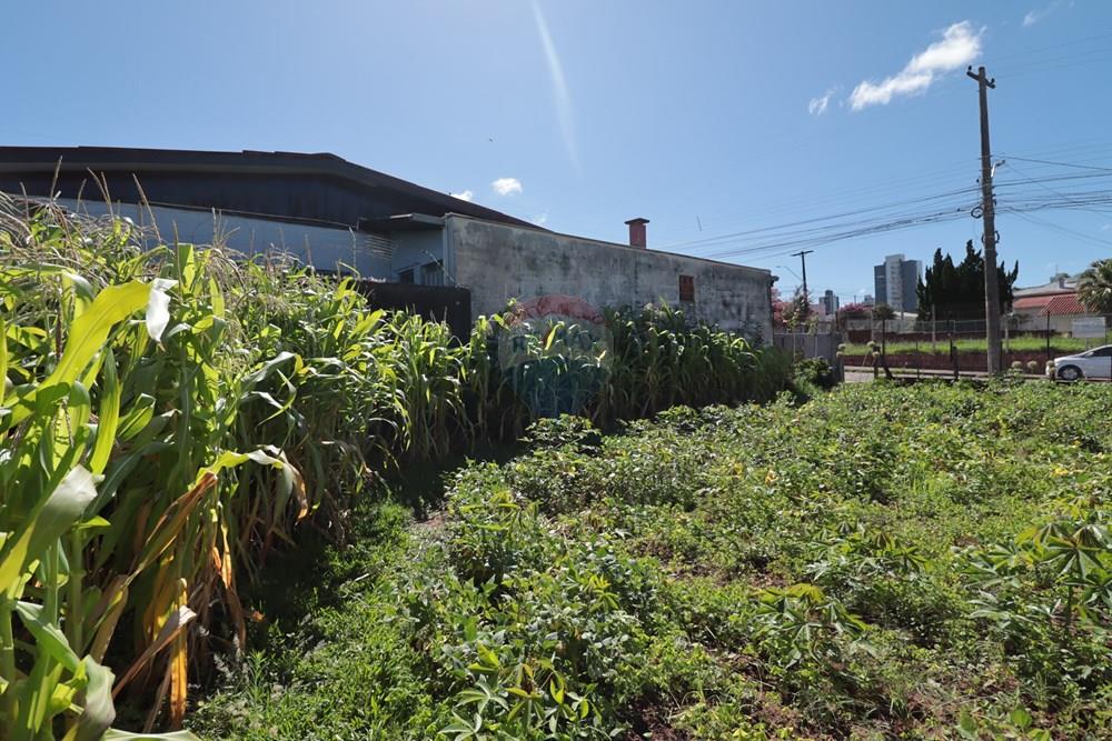 Terreno - Venda - Passo Fundo , Rio Grande do Sul - IMG_4872.JPG - 610271075-18
