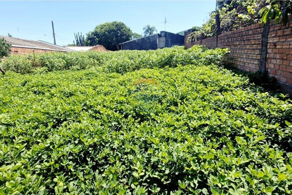 Terreno - Venda - Sapucaia do Sul , Rio Grande do Sul - TERRENO RUA CLOVIS ELY BOA VISTA SAP DO SUL 10.jpeg - Fachada - 612561040-16