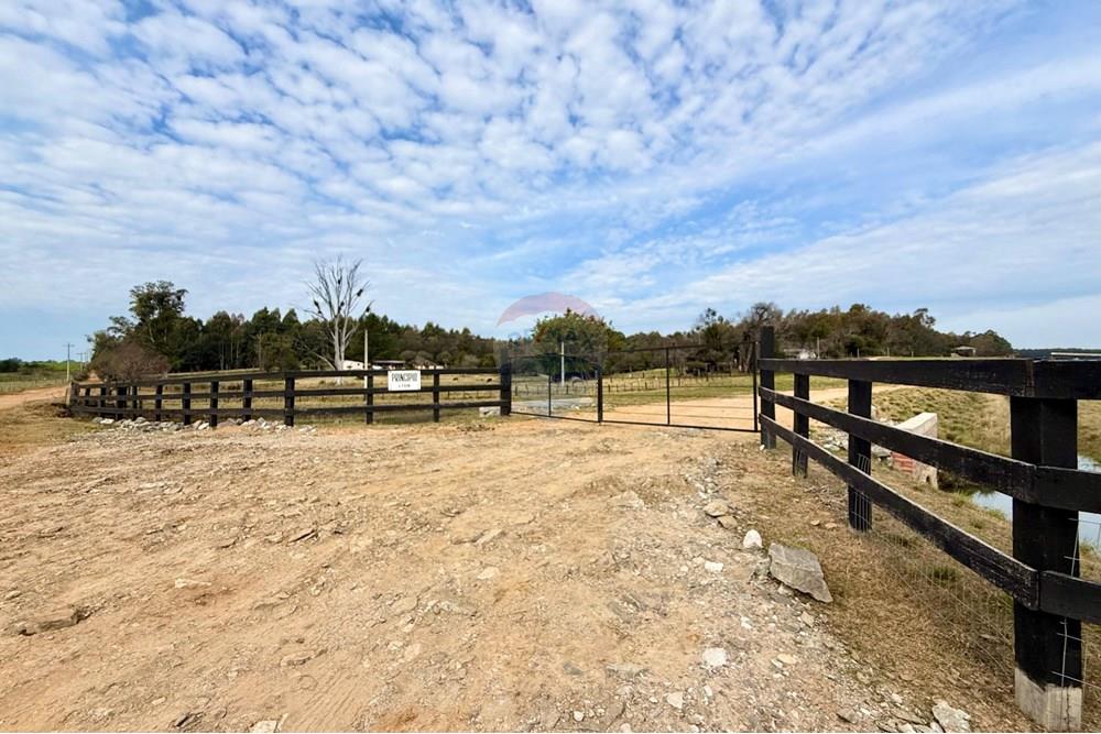 Chácara / Sítio / Fazenda - Venda - São Gabriel , Rio Grande do Sul - 1f1fbf7a-9648-4115-92dc-7da77085962f.jpeg - 612631037-9