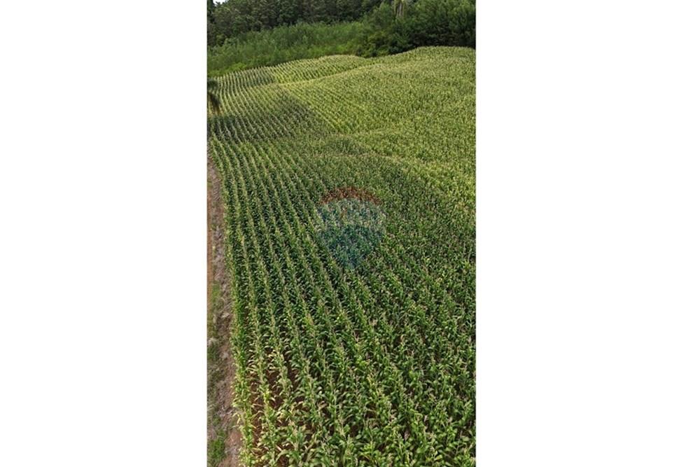 Chácara / Sítio / Fazenda - Venda - Gramado , Rio Grande do Sul - WhatsApp Image 2026-02-24 at 18.00.11 (2).jpeg - 610131034-44