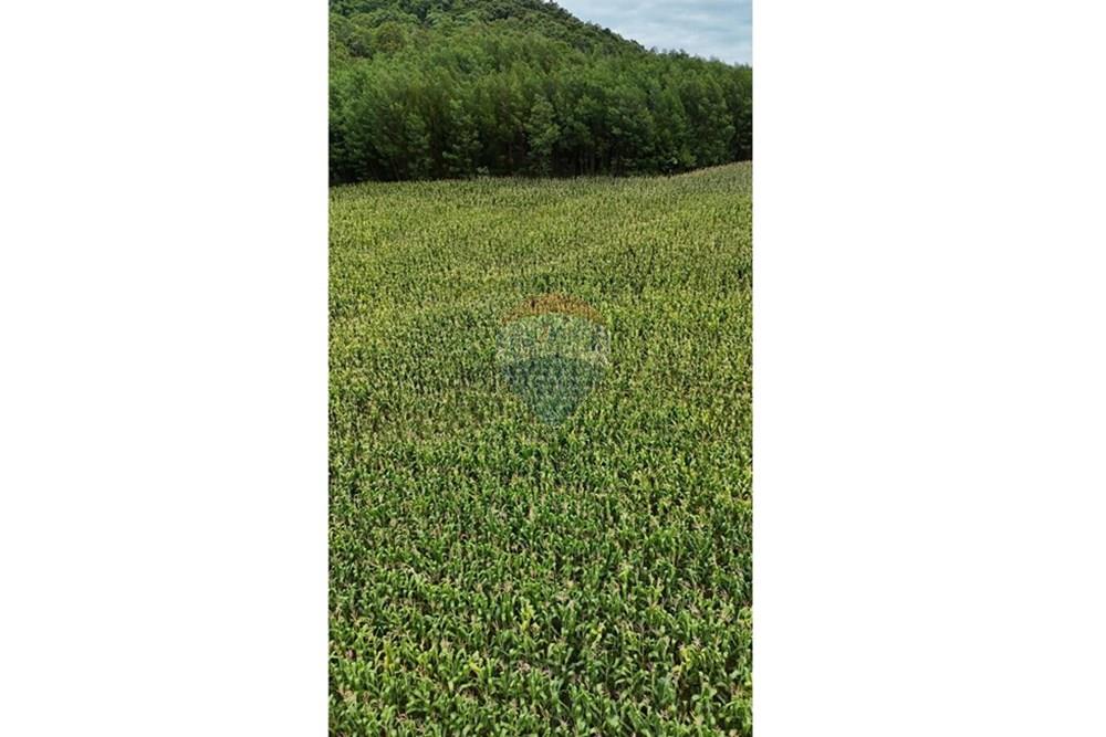 Chácara / Sítio / Fazenda - Venda - Gramado , Rio Grande do Sul - WhatsApp Image 2026-02-24 at 18.00.11.jpeg - 610131034-44