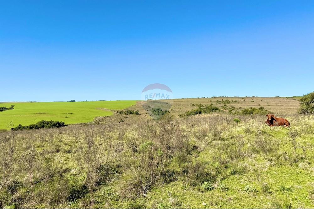 Chácara / Sítio / Fazenda - Venda - Santa Margarida do Sul , Rio Grande do Sul - WhatsApp Image 2025-06-25 at 09.09.54 (2).jpeg - 612631001-60