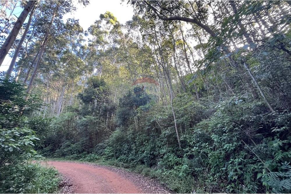 Chácara / Sítio / Fazenda - Venda - Santa Cruz do Sul , Rio Grande do Sul - WhatsApp Image 2025-06-11 at 15.36.19 (2).jpeg - 612741028-54
