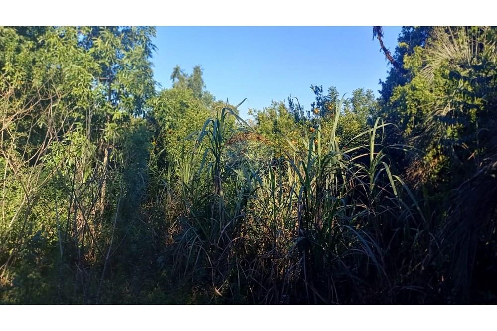 Chácara / Sítio / Fazenda - Venda - Alvorada , Rio Grande do Sul - WhatsApp Image 2025-06-24 at 15.01.43 (1).jpg - 612531061-12