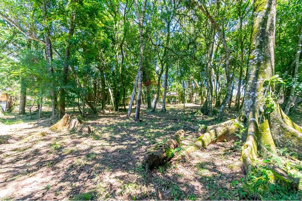 Chácara / Sítio / Fazenda - Venda - Gravataí , Rio Grande do Sul - LRP 10.jpg - 612551082-7