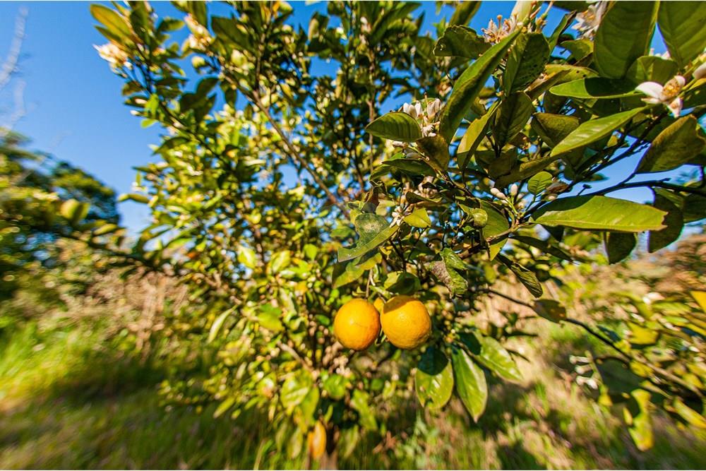 Chácara / Sítio / Fazenda - Venda - Brochier , Rio Grande do Sul - Foto-35.jpg - 610091003-74