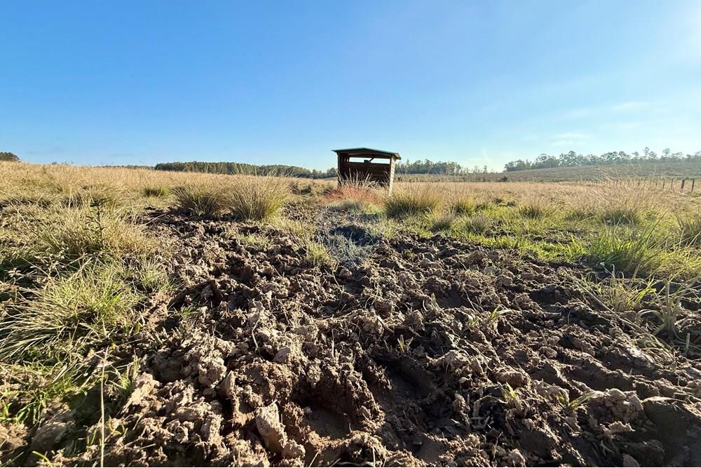 Chácara / Sítio / Fazenda - Venda - São Gabriel , Rio Grande do Sul - 1f4dd65c-fe4c-4f5f-a32a-a398e1f95053.jpeg - 612631037-9
