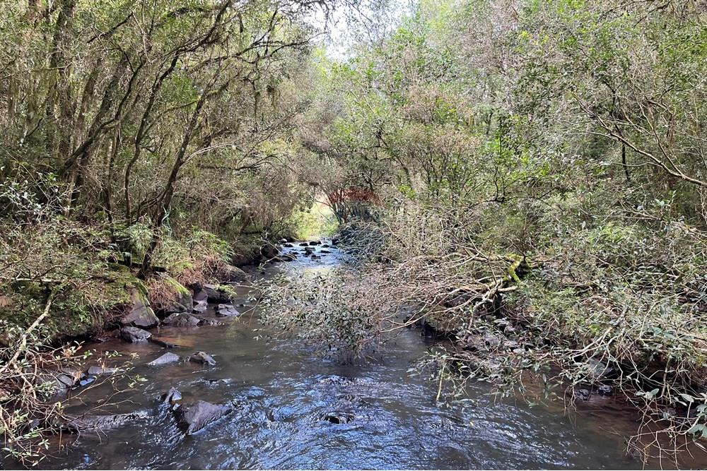Fazenda - Venda - Lagoa Vermelha , Rio Grande do Sul - IMG_4178.jpg - 610111017-4