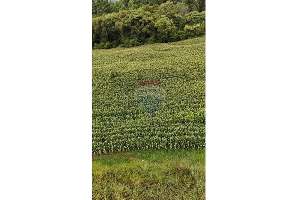 Chácara / Sítio / Fazenda - Venda - Gramado , Rio Grande do Sul - WhatsApp Image 2026-02-24 at 18.00.11 (6).jpeg - 610131034-44