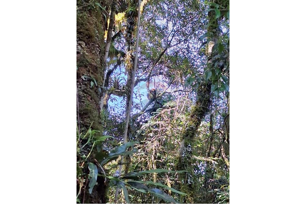 Terreno - Venda - São Francisco de Paula , Rio Grande do Sul - PHOTO-2025-10-27-20-32-52.jpg - 610131051-11