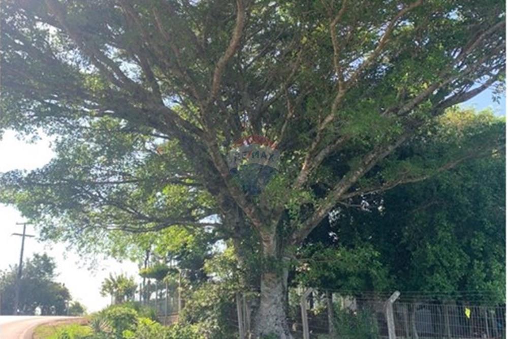 Chácara / Sítio / Fazenda - Venda - Santa Cruz do Sul , Rio Grande do Sul - WhatsApp Image 2025-02-25 at 10.28.24 (1).jpeg - 612741028-20