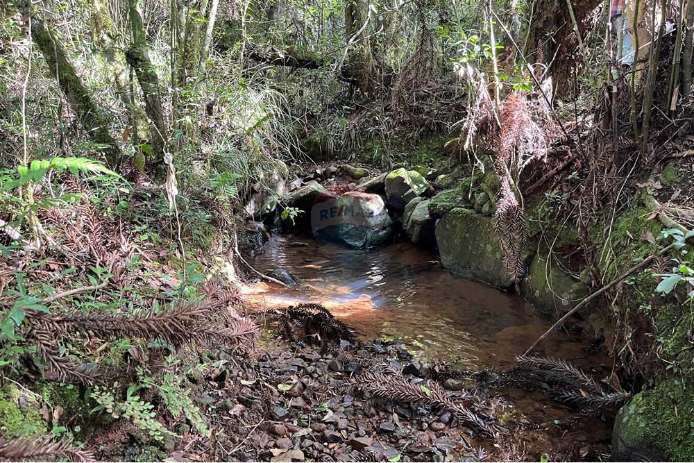 Fazenda - Venda - Lagoa Vermelha , Rio Grande do Sul - IMG_4230.jpg - 610111017-4