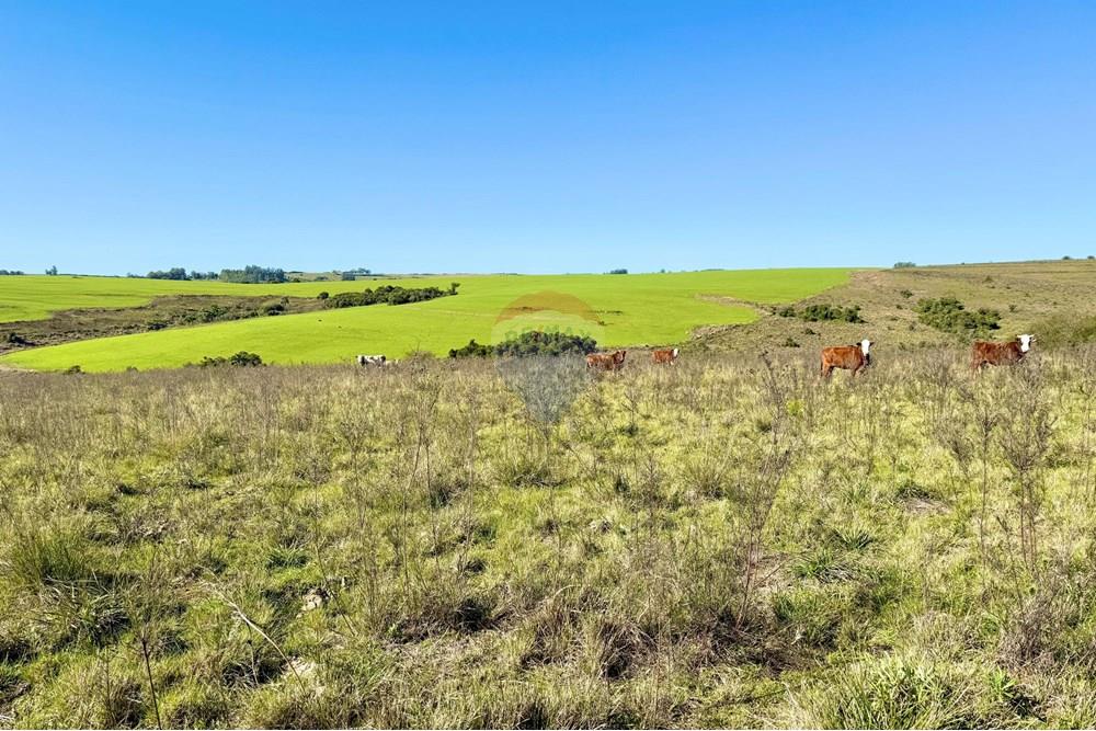 Chácara / Sítio / Fazenda - Venda - Santa Margarida do Sul , Rio Grande do Sul - WhatsApp Image 2025-06-25 at 09.09.56 (1).jpeg - 612631001-60