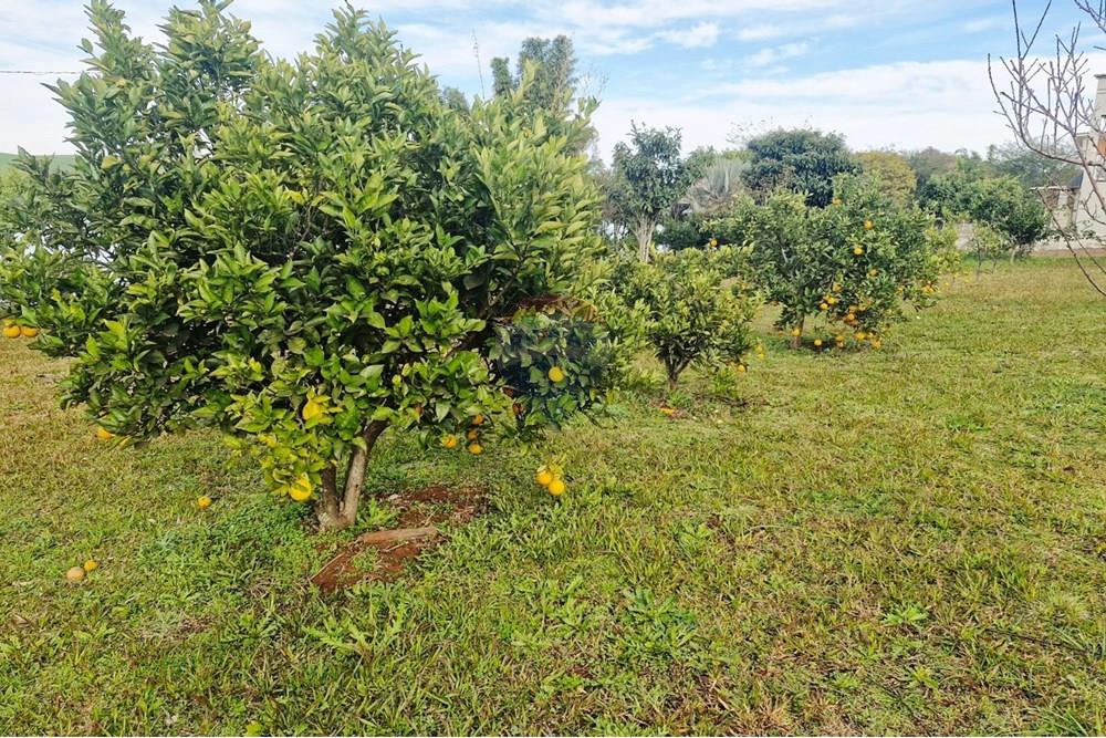 Terreno - Venda - Trindade do Sul , Rio Grande do Sul - IMG-20250801-WA0046.jpg - 610231029-107