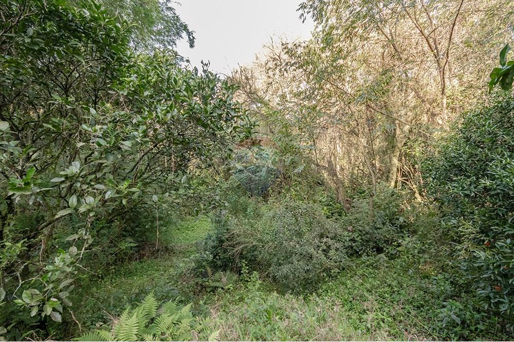 Terreno - Venda - Porto Alegre , Rio Grande do Sul - Mato fundo.jpg - 612521076-4