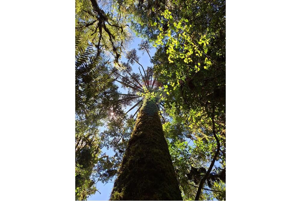Terreno - Venda - São Francisco de Paula , Rio Grande do Sul - PHOTO-2025-10-27-20-13-37.jpg - 610131051-11