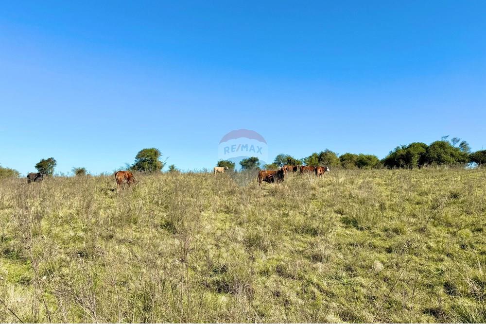 Chácara / Sítio / Fazenda - Venda - Santa Margarida do Sul , Rio Grande do Sul - WhatsApp Image 2025-06-25 at 09.09.56.jpeg - 612631001-60