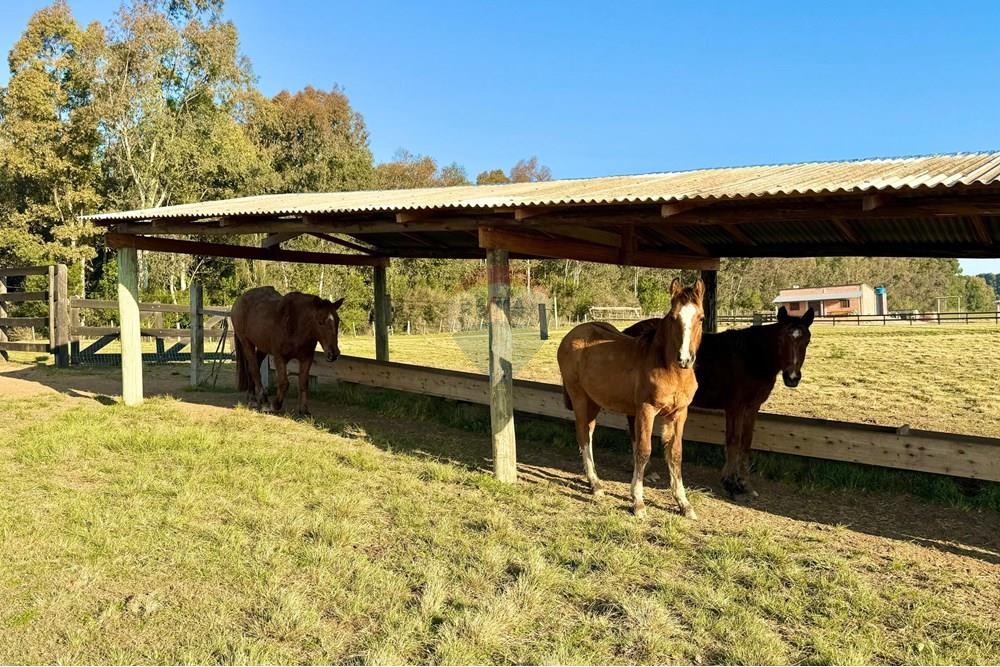 Chácara / Sítio / Fazenda - Venda - São Gabriel , Rio Grande do Sul - 04e264eb-fcf1-4d06-b606-0f2055abb868.jpeg - 612631037-9