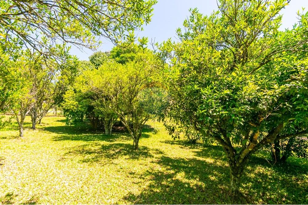 Chácara / Sítio / Fazenda - Venda - Gravataí , Rio Grande do Sul - LRP 23.jpg - 612551082-7