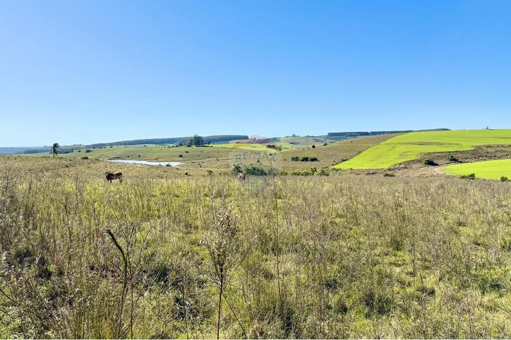 Chácara / Sítio / Fazenda - Venda - Santa Margarida do Sul , Rio Grande do Sul - WhatsApp Image 2025-06-25 at 09.09.56 (2).jpeg - 612631001-60
