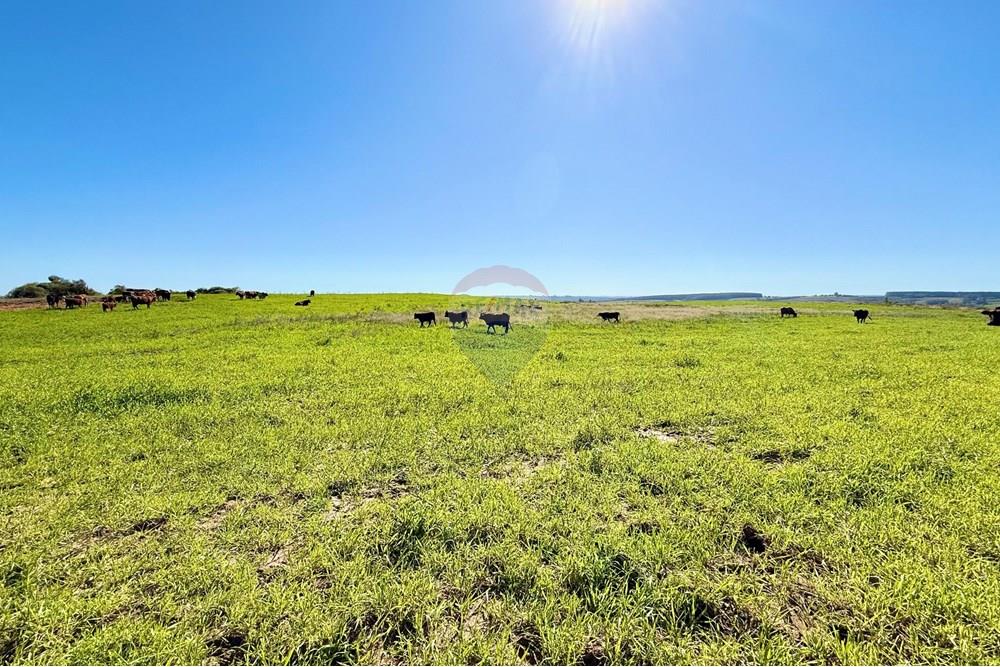 Chácara / Sítio / Fazenda - Venda - Santa Margarida do Sul , Rio Grande do Sul - WhatsApp Image 2025-06-25 at 09.09.45 (2).jpeg - 612631001-60