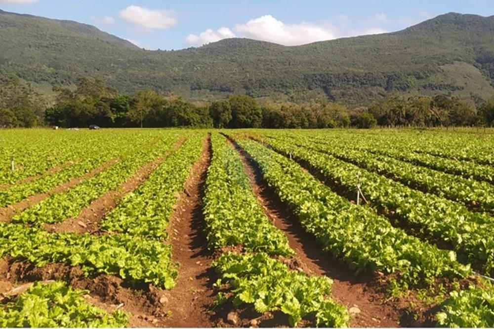 Terreno - Venda - Terra de Areia , Rio Grande do Sul - 6b658578-f7f5-4d13-ae59-f35adaa6cfbf.jpg - 612671028-46