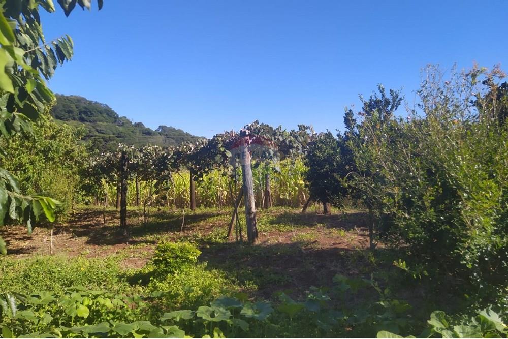 Chácara / Sítio / Fazenda - Venda - Coqueiros do Sul , Rio Grande do Sul - 64708f25-dde2-4808-ae2c-110f039ddaa4.jpg - 612701042-33