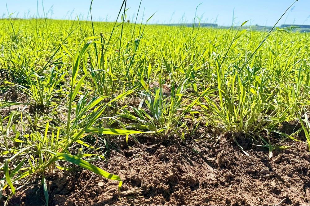 Chácara / Sítio / Fazenda - Venda - Santa Margarida do Sul , Rio Grande do Sul - WhatsApp Image 2025-06-25 at 09.09.53.jpeg - 612631001-60