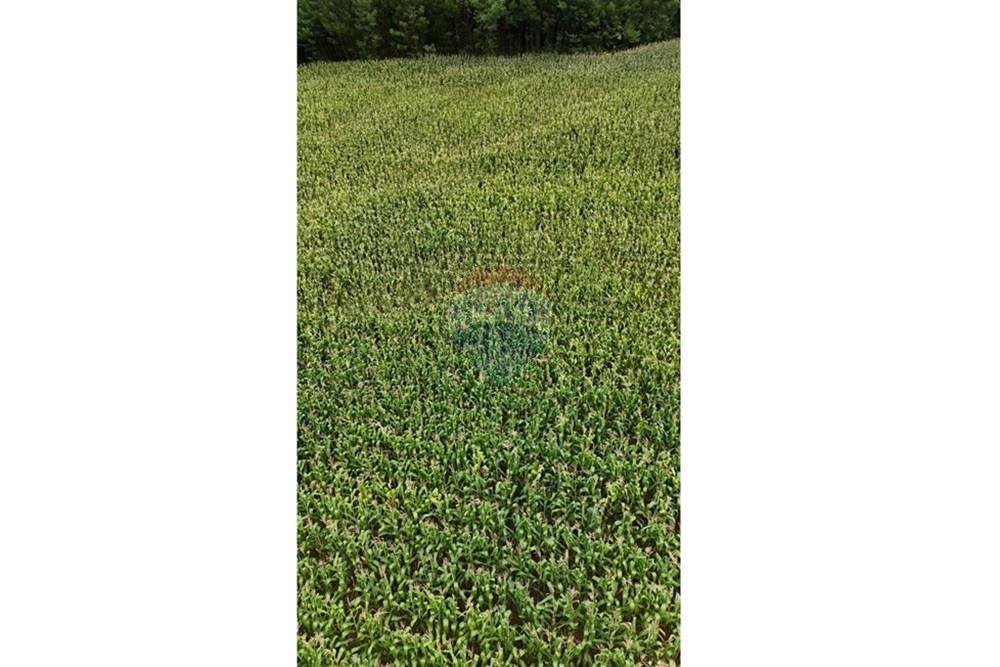 Chácara / Sítio / Fazenda - Venda - Gramado , Rio Grande do Sul - WhatsApp Image 2026-02-24 at 18.00.11 (1).jpeg - 610131034-44