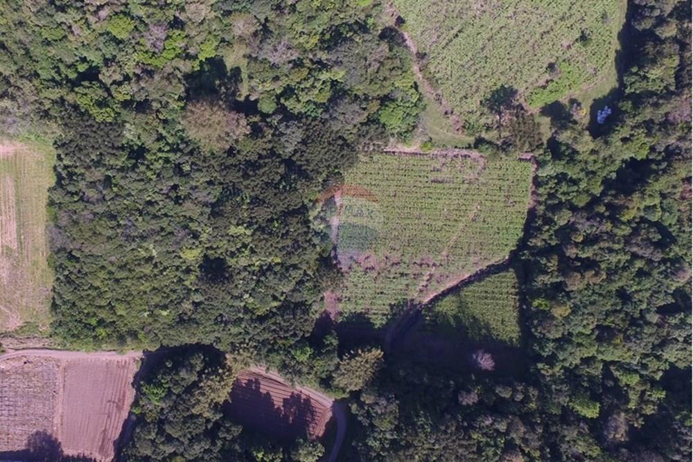 Terreno - Venda - Nova Pádua , Rio Grande do Sul - DJI_00591.jpg - 612551039-219