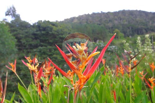 Slider Image Thumbnail