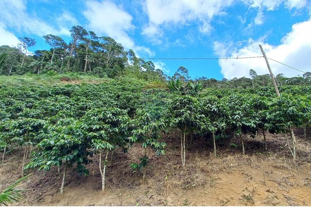 Chácara / Sítio / Fazenda - Venda - Santa Maria de Jetibá , Espírito Santo - 20260328_095926.jpg - 620211025-2