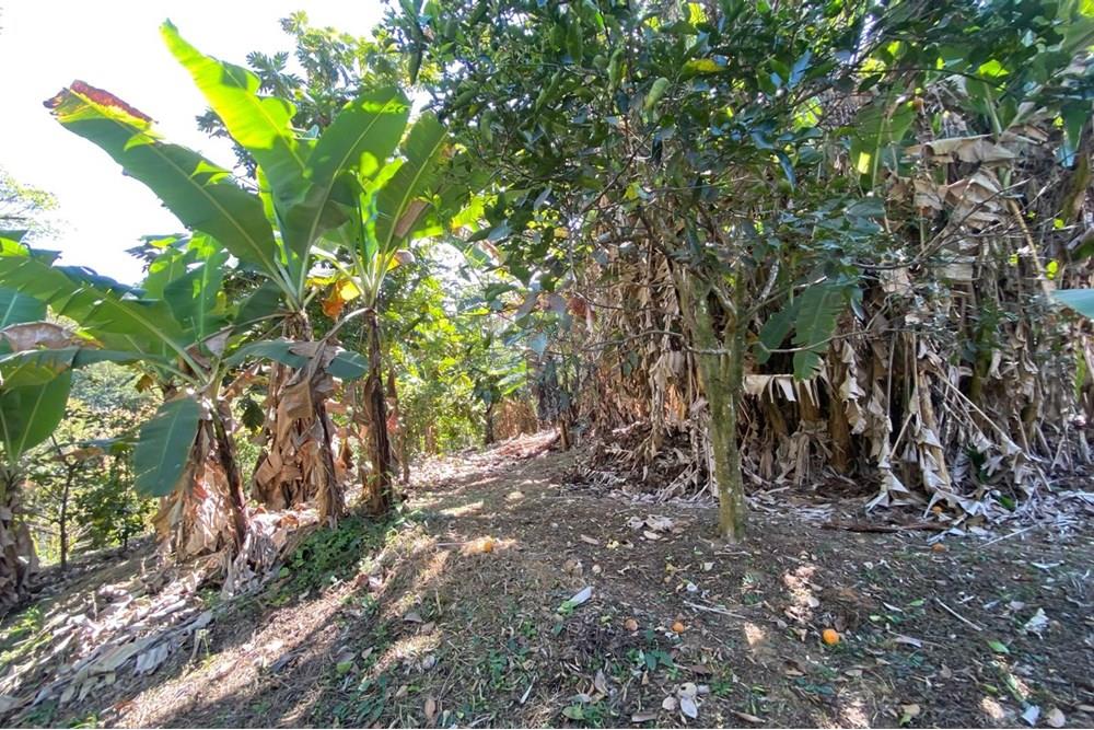 Chácara / Sítio / Fazenda - Venda - Alegre , Espírito Santo - WhatsApp Image 2025-08-15 at 16.18.05 (3).jpeg - 620251001-49