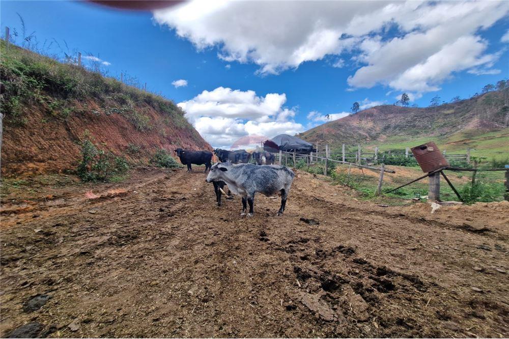 Fazenda - Venda - Aimorés , Minas Gerais - 15 - 620131043-13