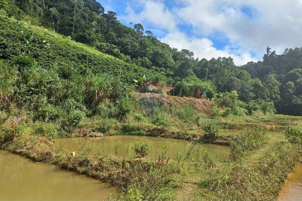 Chácara / Sítio / Fazenda - Venda - Santa Maria de Jetibá , Espírito Santo - 20260328_093533.jpg - 620211025-2