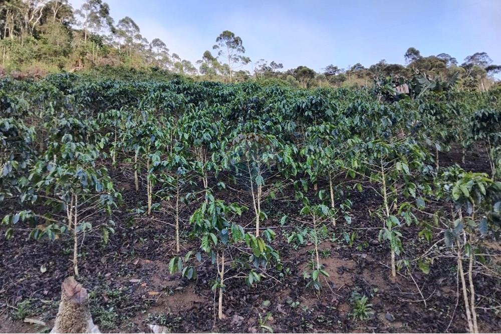 Chácara / Sítio / Fazenda - Venda - Santa Maria de Jetibá , Espírito Santo - Sitio Tania-cafe.jpg - 620211025-2