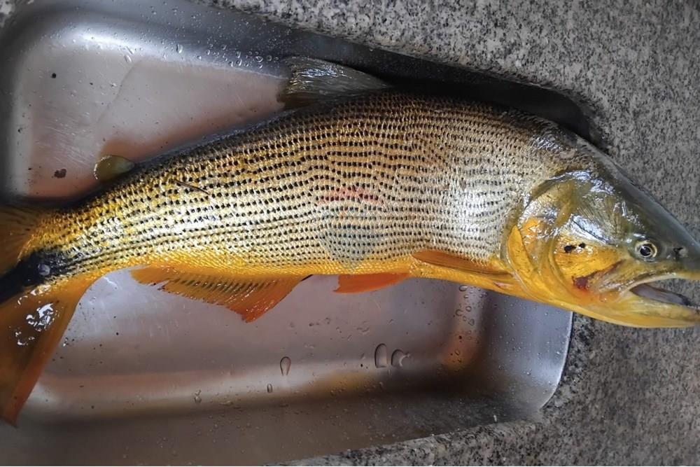 Chácara / Sítio / Fazenda - Venda - Santa Maria de Jetibá , Espírito Santo - Sitio Tania-peixeh.jpg - 620211025-2