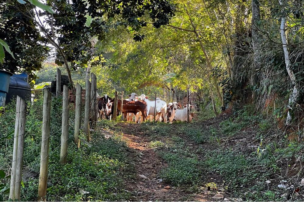 Chácara / Sítio / Fazenda - Venda - Viana , Espírito Santo - IMG_4718.jpg - 620101031-17