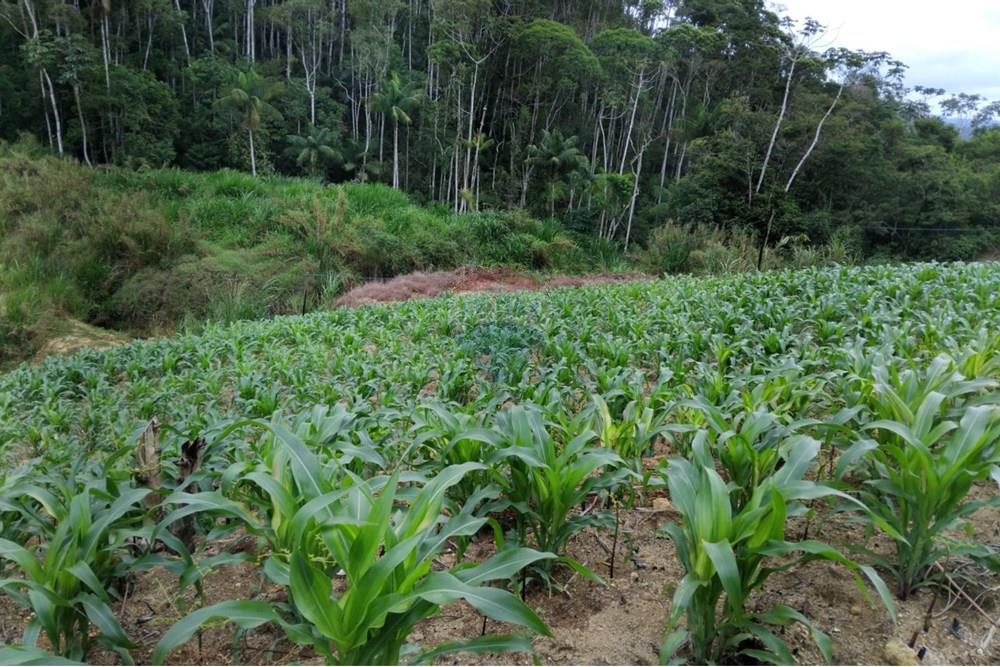 Chácara / Sítio / Fazenda - Venda - Santa Maria de Jetibá , Espírito Santo - Sitio Tania-milho.jpg - 620211025-2