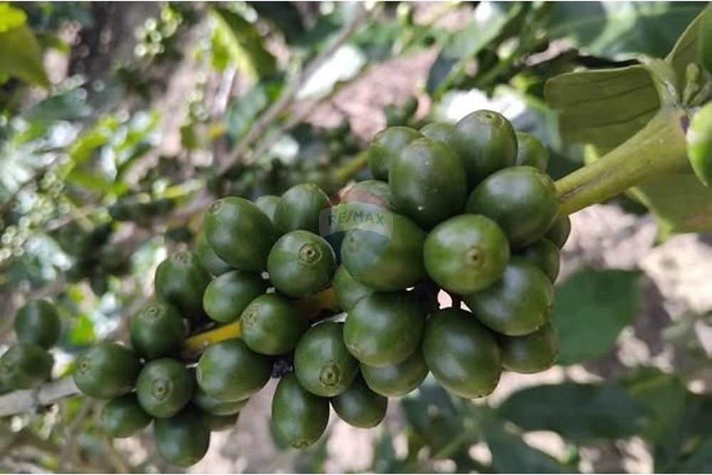 Chácara / Sítio / Fazenda - Venda - Santa Maria de Jetibá , Espírito Santo - Sitio Tania-cafeverdeh.jpg - 620211025-2