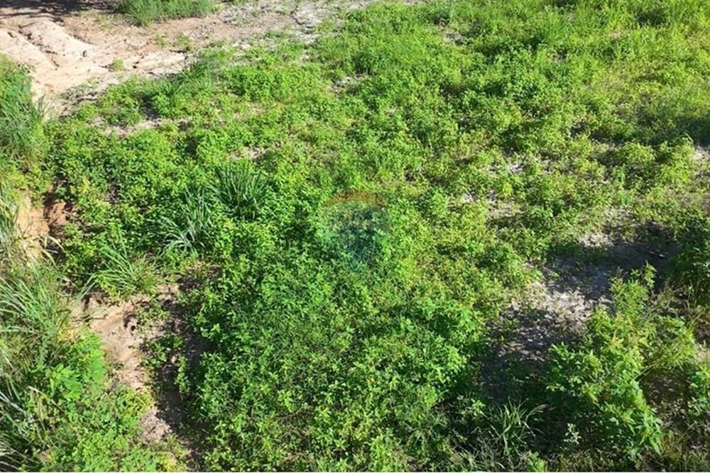 Chácara / Sítio / Fazenda - Venda - Anchieta , Espírito Santo - Imagem do WhatsApp de 2025-09-05 à(s) 16.04.05_f8345ca4.jpg - 620181007-57