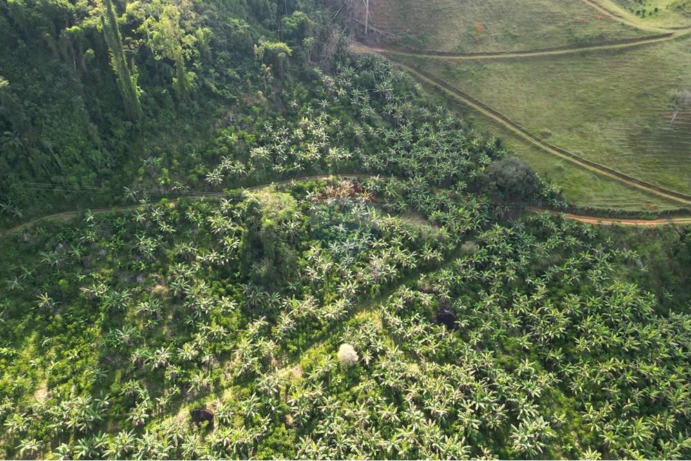 Chácara / Sítio / Fazenda - Venda - Iconha , Espírito Santo - DJI_0518.JPG - 620201020-13