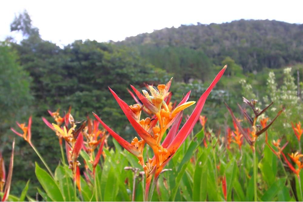 Casa - Venda - Santa Teresa , Espírito Santo - 11 - Boca de Dragão.JPG - 620171030-38