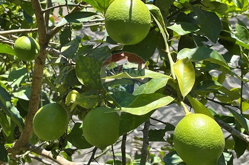 Slider Image Thumbnail