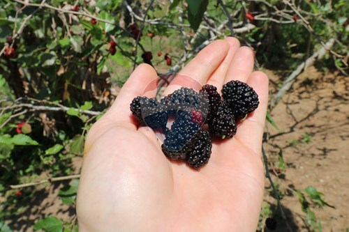 Slider Image Thumbnail